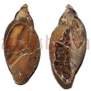 heera shankh
